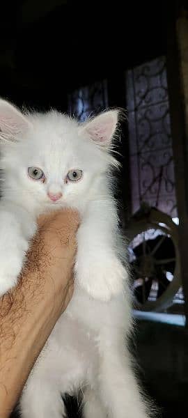 Triple coat Persian Kitten's for sale 1