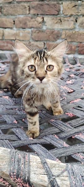Triple coat Persian Kitten's for sale 2