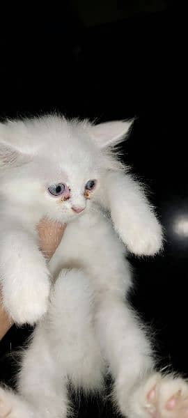 Triple coat Persian Kitten's for sale 3
