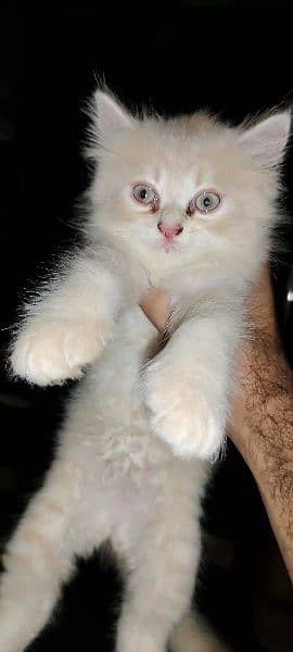 Triple coat Persian Kitten's for sale 4