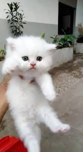 Triple coat Persian Kitten's for sale 5