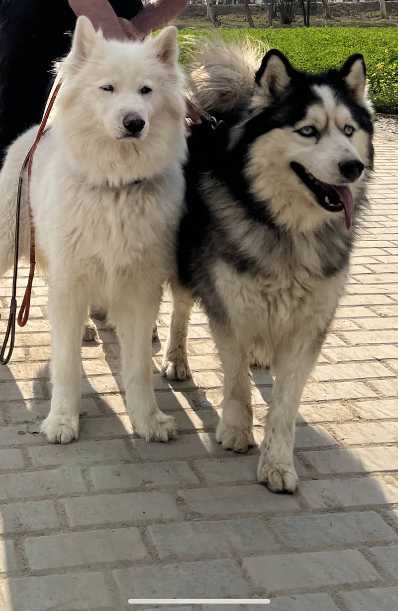 Siberian husky , pair , Blue eyes , wooley coat 0