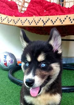 Siberian Husky Puppies both Male and Female with Blue Eyes for Sale