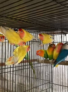 Common Latino ; Fisher LoveBirds. . Breeder N Pathay. .