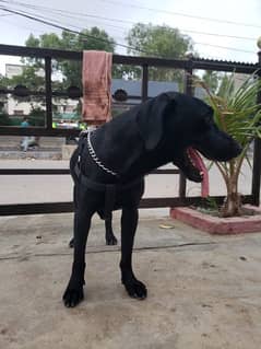 labra dog full active play full trained for sale