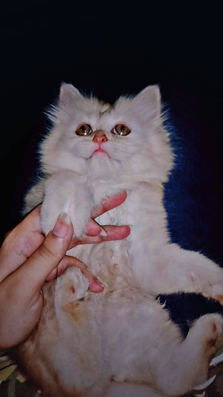 Persian Kitten 1