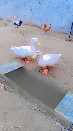 healthy and arctic duck pair for sale