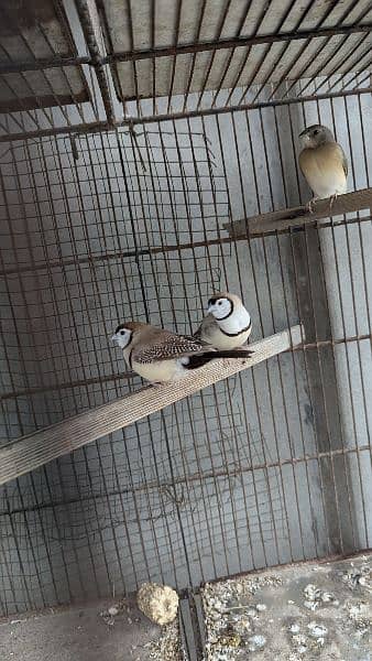 owl finch (fawn) pair 0