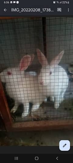 Beautiful Female Rabbits - Pure White, Red Eyed