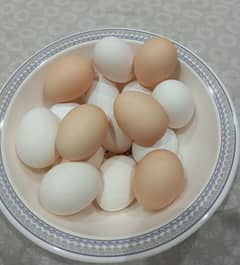 Desi Eggs | Anday