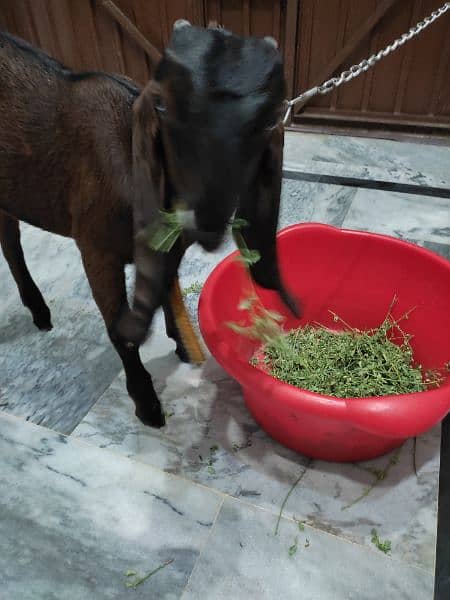 male goat for sale 2