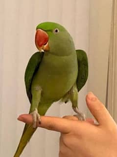 cute raw parrot baby 6 months hand tame