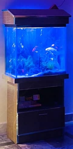Fish Acquarium