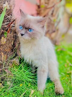 Persian cat with blue eyes