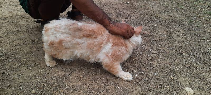 Persian Pair urgent sale going abroad 1