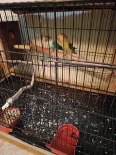 LOVE BIRDS 100% BREEDER PAIRS. EXCHANGE POSSIBLE WITH ANY CONURE FA