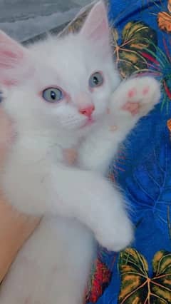 cat, kitten, white cat
