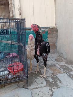 aseel pair for sale