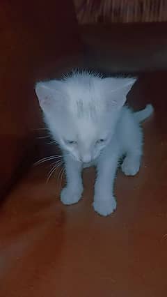 Russian female cat 1 month blue eyes vaccinated