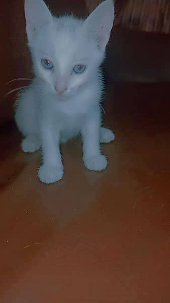 Russian female cat 1 month blue eyes vaccinated 1