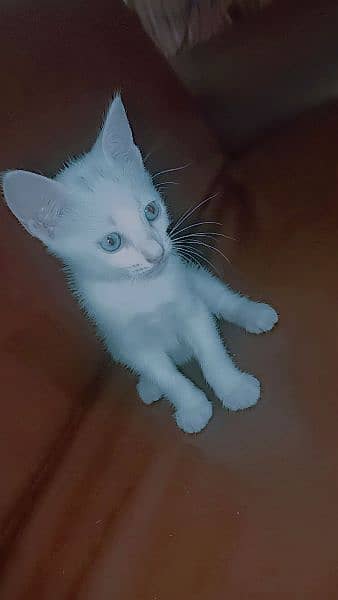 Russian female cat 1 month blue eyes vaccinated 2