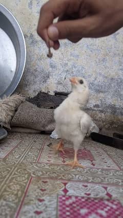 aseel chick for sale