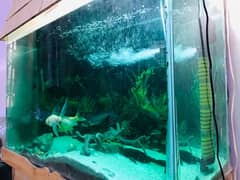 Fish Aquarium 3 feet