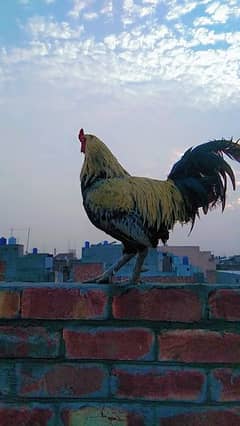 Aseel Cock for sale