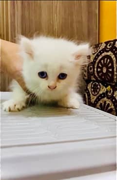 Blue eyes Persian kitten for sale