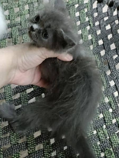 persion triple coated healthy and active kittens available 5
