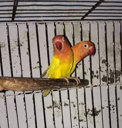 all breeder love birds and chicks available