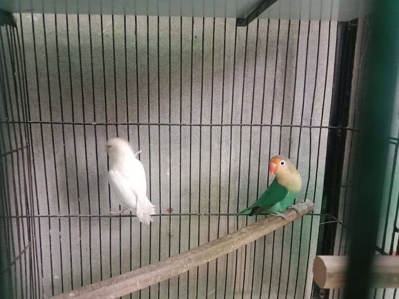 all breeder love birds and chicks available 1