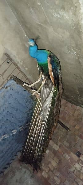 Blue shoulder Male pea cock for sale 0