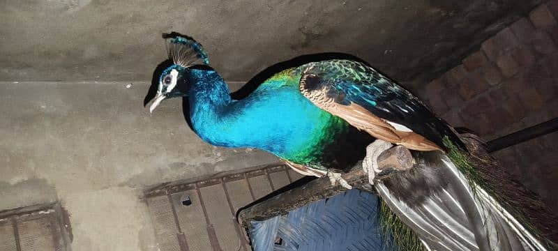 Blue shoulder Male pea cock for sale 2