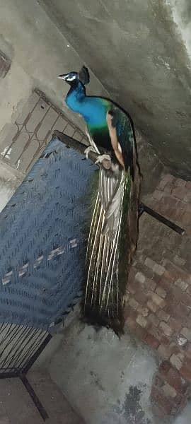 Blue shoulder Male pea cock for sale 5