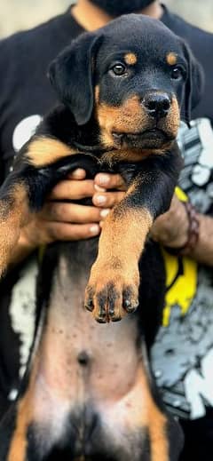 Rottweiler top quality pick of litter male pup feom imported male