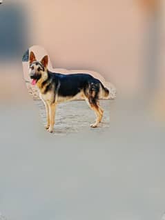 Bhagyari dog cross german