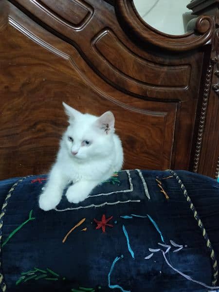 Persian male cat for sale 1