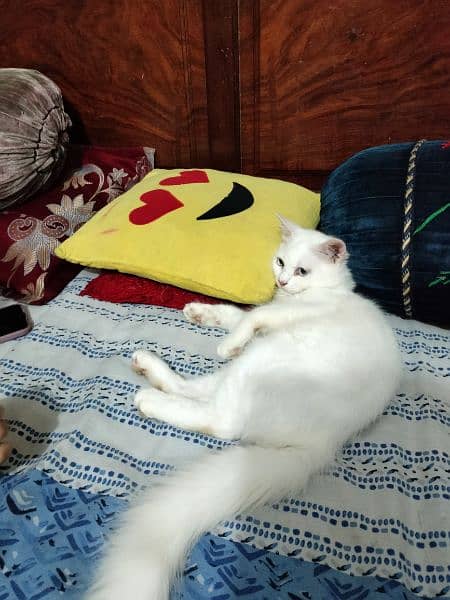 Persian male cat for sale 2