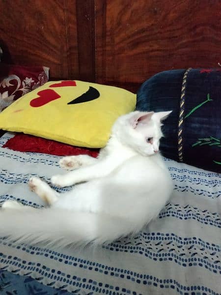 Persian male cat for sale 4