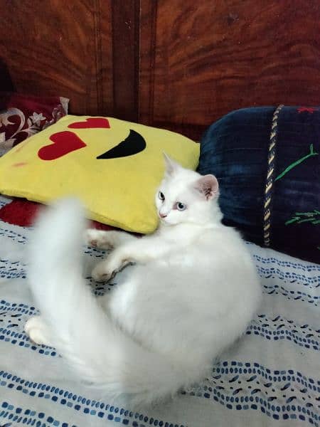 Persian male cat for sale 5