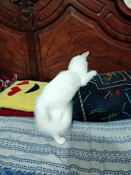 Persian male cat for sale 6