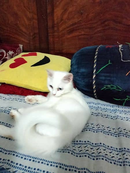 Persian male cat for sale 8