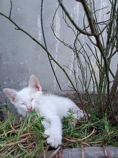 2 white 1 brown kitty