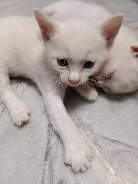 2 white 1 brown kitty 4