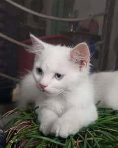 Blue eyes Persian male kitten