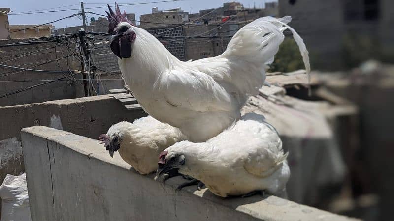 ayam cemani for sale/ white ayam cemani for sale 1