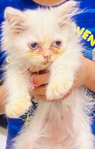 persian kitten for sale 2