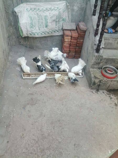 pigeon for sale 1