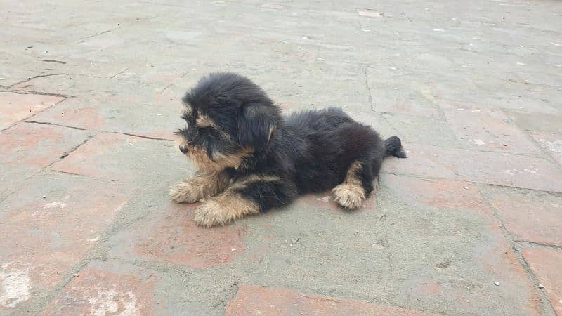 Yorkshire Terrier and Shitzu Pups Male/Female for Sale 1